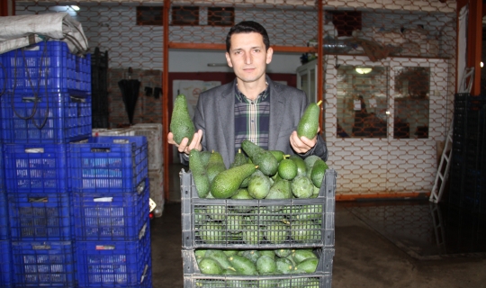 Alanya’da bu yıl avokado üretiminde hedef 60 milyon adet