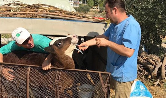 Antalya'da 42 bin 158 hayvan aşılandı