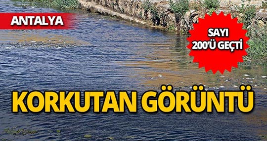 Antalya'da bu görüntüler korkuttu