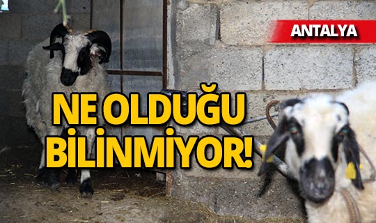 Antalya'da gizemli koyun katliamı bu kez ucuz atlatıldı