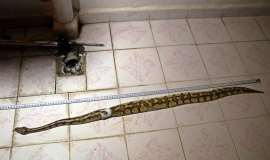 Antalya'da inanılmaz olay, balkondaki su giderinden Piton yılanı çıktı