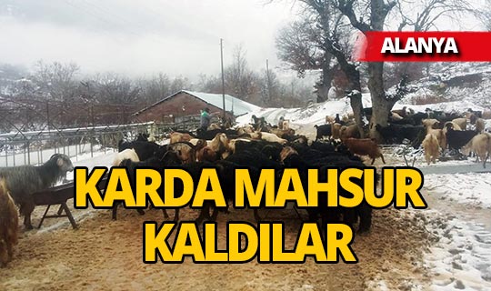 Antalya'da karda mahsur kalan 2 çoban ve sürüsü kurtarıldı