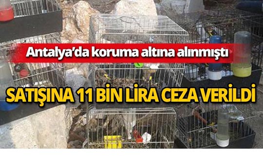 Antalya'da koruma altındaki kuşun satışına ceza