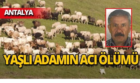 Antalya'da koyunlarını otlatmak isterken canından oldu