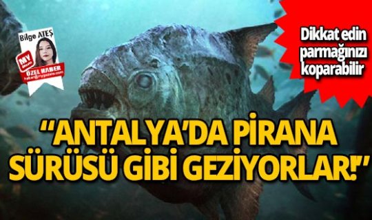 Antalya'da pirana sürüsü gibi geziyorlar
