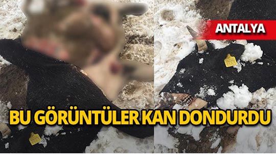 Antalya'da soğuk ve açlıktan telef oldular!