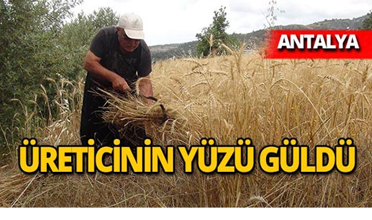Antalya'da yılın ilk buğday hasadı yapıldı