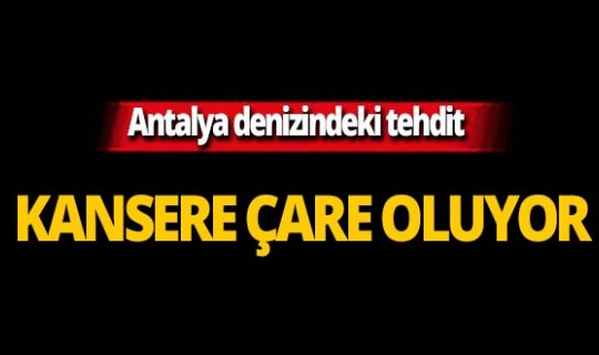 Antalya denizindeki tehdit kansere çare oluyor!