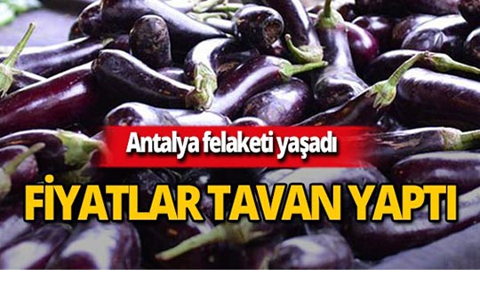 Antalya felaketi yaşadı, patlıcandaki fiyat farkı şaşırttı!