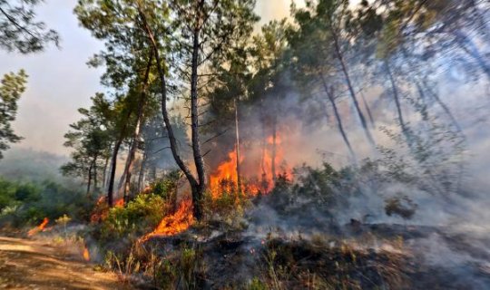 Antalya Orman Bölge Müdürü'nden tatilcilere uyarı geldi