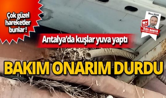 Antalya’da kuşlar yuva yaptı, bakım onarım durdu