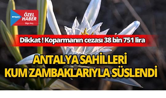 Antalyalılar dikkat! Bu çiçeği koparana ceza var