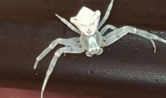 Bahçe sularken buldu! Görenler hayrete düştü