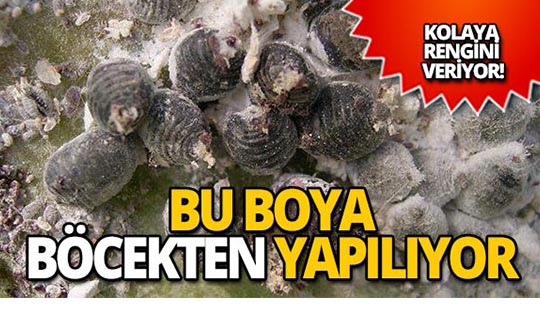 Birçok alanda kullanılıyor, böcekten elde ediliyor