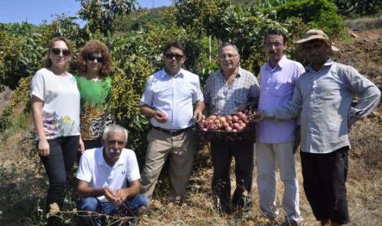 Bu iki meyveyi artık yasal bir şekilde yetiştireceğiz