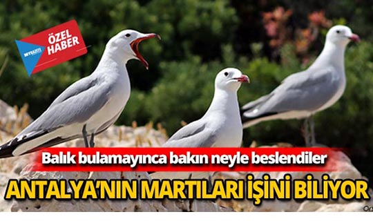 Bu martılar işini çok iyi biliyor