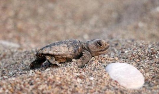 Çıralı'da bir haftada ikinci rekor