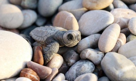 Denizle buluşan carettaları su altı fotoğrafçısı görüntüledi
