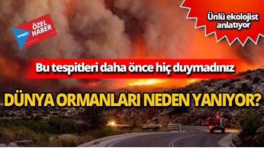 Dünya ormanları neden yanıyor? İşte cevabı
