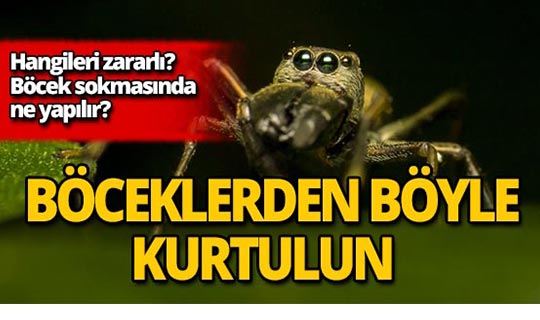 Evde çıkan böcek çeşitleri nelerdir? Zararlı mıdır?