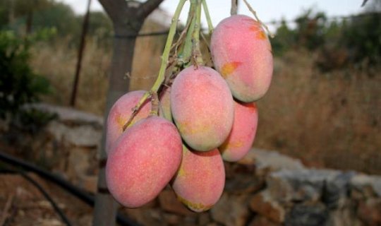 Gazipaşa'da mango üretimi rekor kırıyor