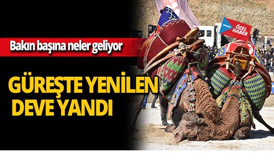 Güreşte yenilen deve yandı! Bakın başına neler geliyor