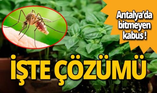 Kabustan kurtulun! İşte en iyi sivrisinek kovucu