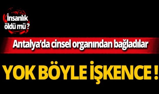 Kemer’de doğaya salacakları eşeğe bakın ne yaptılar