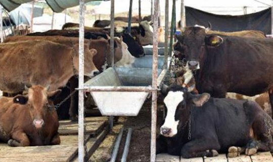 Kepez kurban satış yeri ve kesim noktalarını belirledi