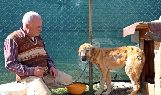 Köpek oteli açtı, yaralı ve hasta sokak hayvanlarından müşterilere yer kalmadı