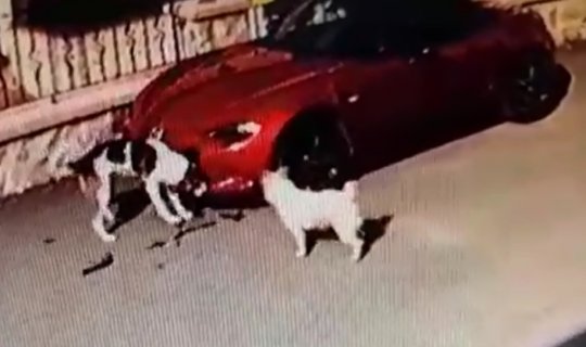 Köpekler, 150 bin TL'lik aracı parçaladı