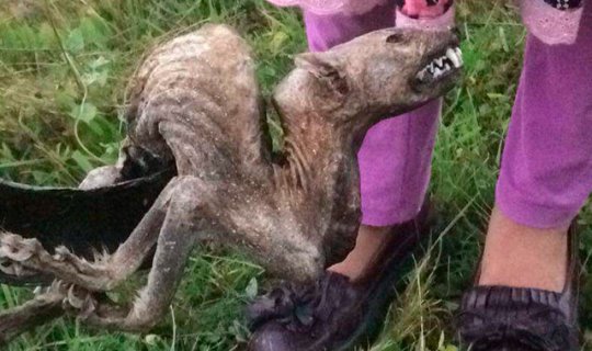 Köylüleri korkutmuştu! Ne olduğu belli oldu