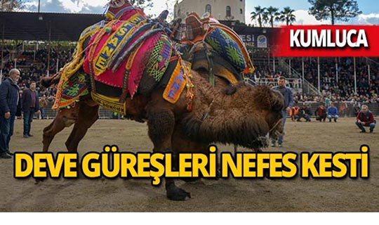 Kumluca 13. Geleneksel Deve Güreşleri renkli görüntülere sahne oldu