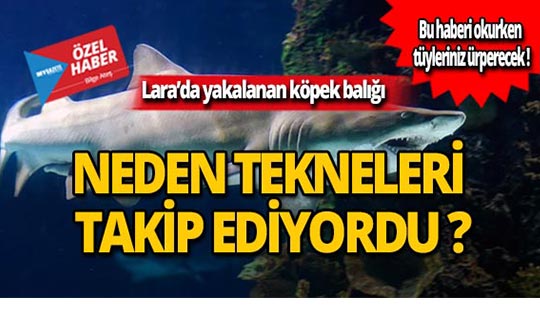Lara'da yakalanan köpek balığının gizemi çözüldü!