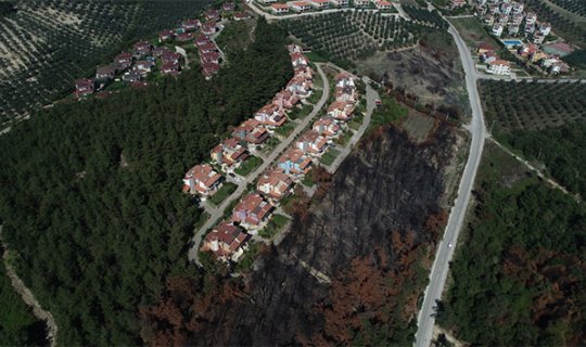 Lüks villaların yanında küle dönen ormanlar yeniden yeşeriyor