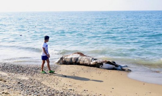 Manavgat'ta denizden çıkanı görenler şoke oldu