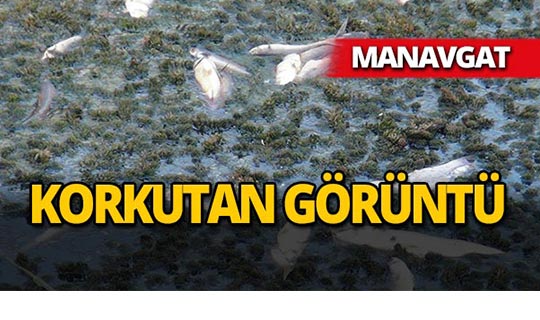 Manavgat'ta görenler şok oluyor!