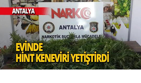 Muratpaşa'da evinde Hint keneviri yetiştirdiği tespit edildi