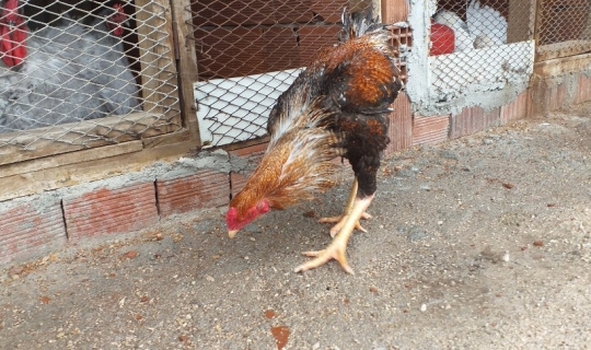 Dünyanın en büyük tavuğunu yetiştirdi, siparişlere yetişemiyor