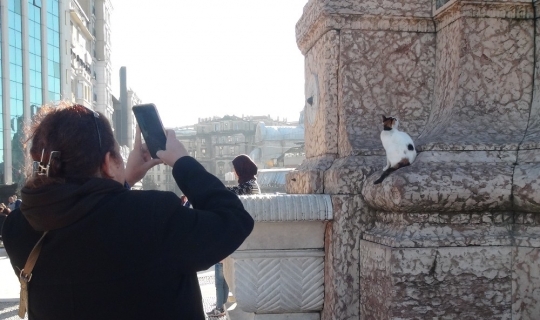 (Özel) Taksim Cumhuriyet Anıtı’na çıkan kedi turistlerin ilgi odağı oldu