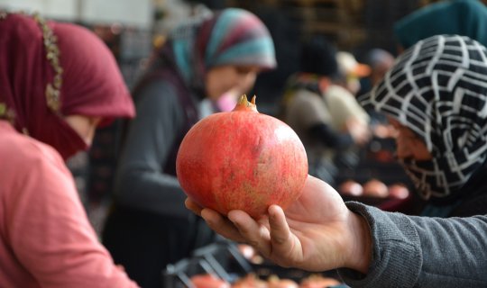 Rusya'nın narları Korkuteli'nde çıkıyor