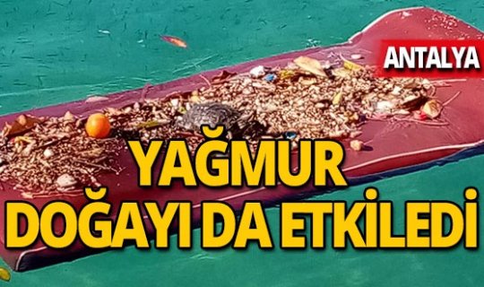 Sağanak yağmur hem denizi hem de hayvanları etkiledi!