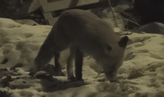 Sarıkamış’ta aç kalan tilki ve kurt ilçe merkezine indi