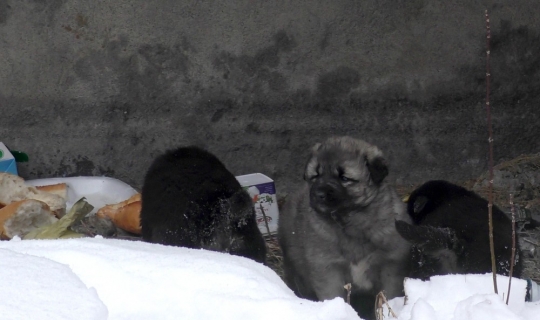 Sibirya soğuklarından etkilenen köpeği ve yavrularını her gün besliyor