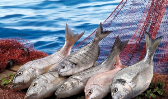 Su ürünleri ve hayvansal mamuller sektörü 2023 hedefini 3,5 milyar dolara yükseltti