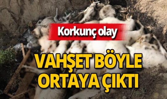 Vicdansızlığın böylesi! Önce aç bıraktılar, sonra yaktılar!