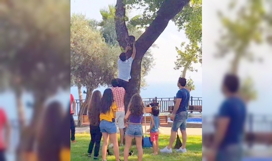 Yavrusunu ağaçtan indiremeyen kedinin yardımına süpürge ve kürekle koştular