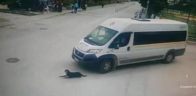 Yolda uyuyan köpeği ezdi, arkasına bile bakmadı