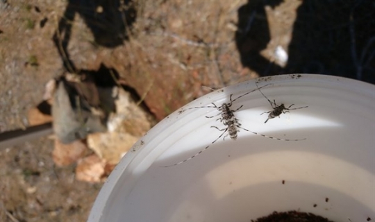 Yüksek lisans teziyle yaklaşık 4 milyon orman zararlısı böcek imha edildi