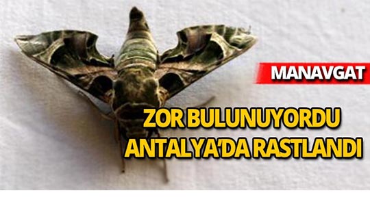 Zor bulunuyordu, Antalya'da rastlandı
